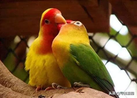 適合養在家裡的鳥|【什麼鳥最好養】想要養寵物鳥？什麼鳥最好養？這7。